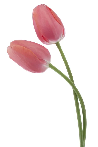 Tulpenblüten — Stockfoto