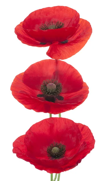 Poppy flowers — Stock Photo, Image