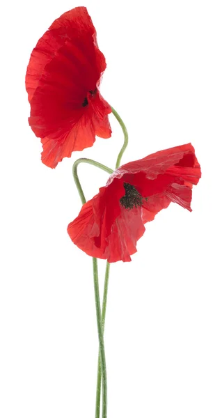 Poppy bloemen — Stockfoto