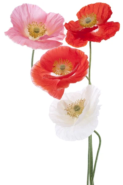 Poppy flowers — Stock Photo, Image