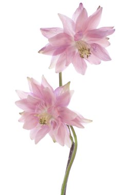 Columbine çiçekler