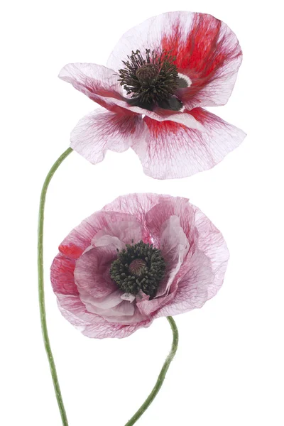 Poppy bloemen — Stockfoto