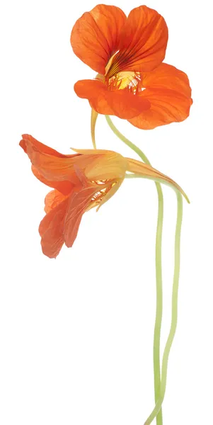 Цветы настурция — стоковое фото