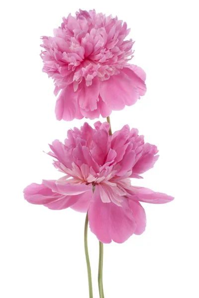 Peony flowers — Stock Photo, Image