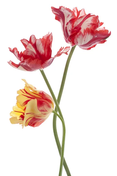 Flores de tulipa — Fotografia de Stock