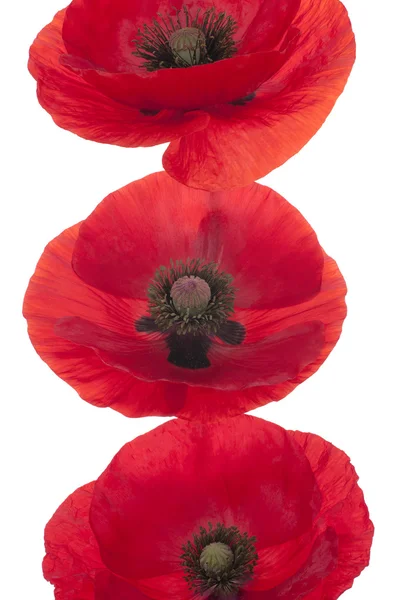 Poppy flowers — Stock Photo, Image