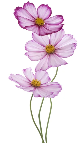 Cosmos flowers — Stock Photo, Image