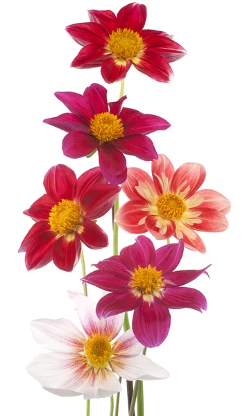 Fiori di Dahlia — Foto Stock