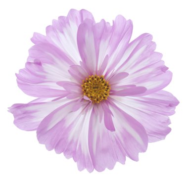 Cosmos çiçek