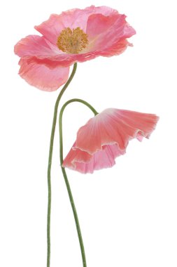 haşhaş çiçekleri