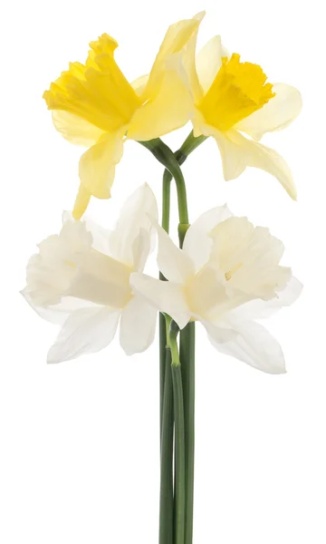 Daffodil flowers — Stock Photo, Image