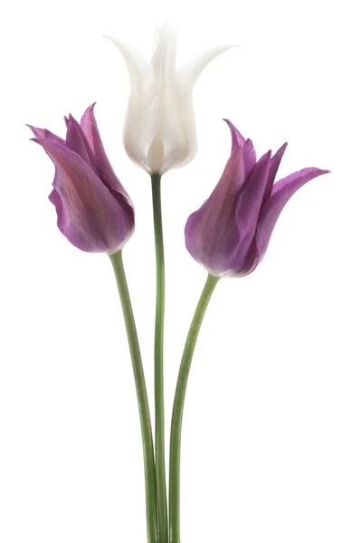 Tulp bloemen — Stockfoto