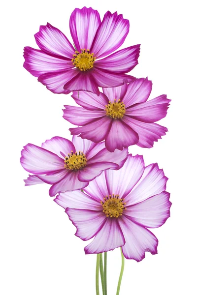 Cosmos flores — Foto de Stock