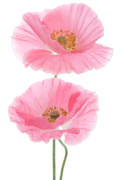 Poppy bloemen — Stockfoto