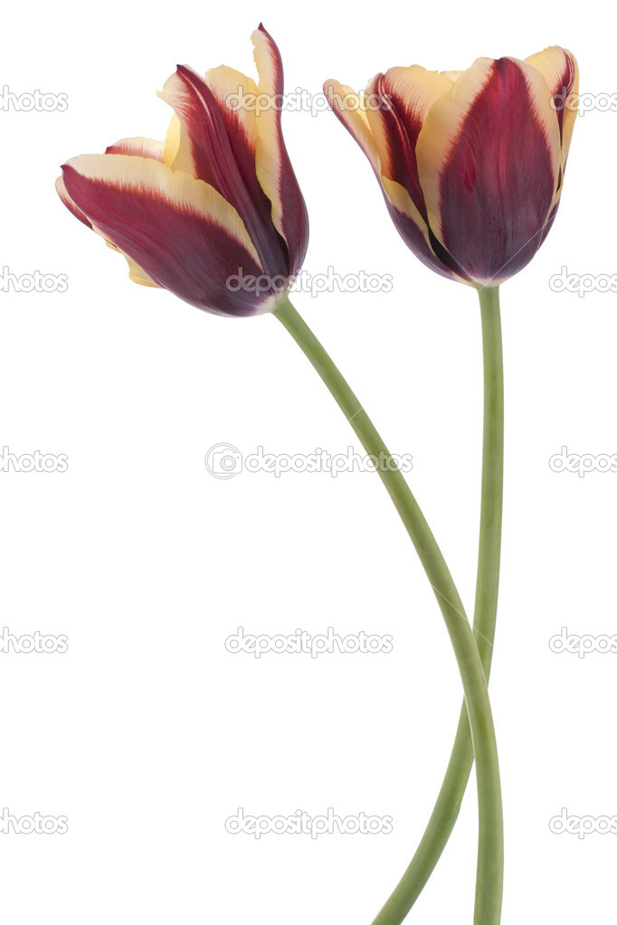 Tulip flowers