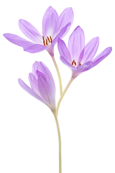 Colchicum blommor — Stockfoto