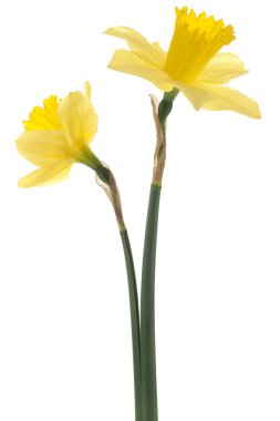 Daffodil flowers clipart