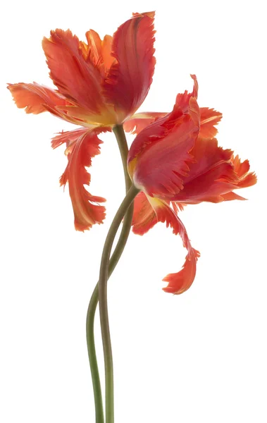 Tulip flowers — Stock Photo, Image