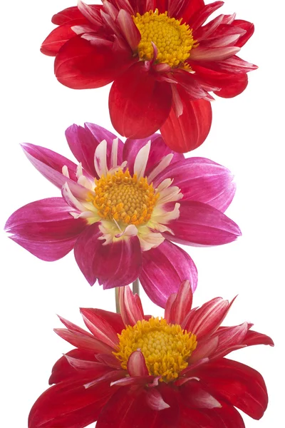 Dahlia çiçekleri — Stok fotoğraf