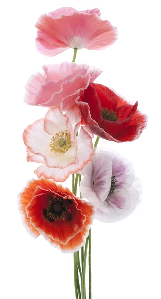 Poppy bloemen — Stockfoto