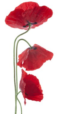 haşhaş çiçekleri