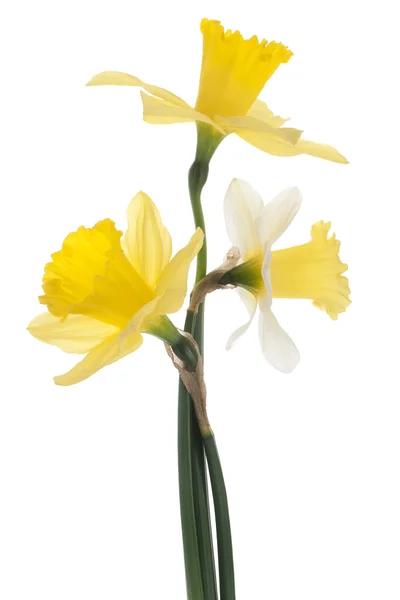 Daffodil Flores — Fotografia de Stock