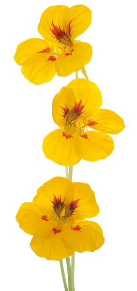Nasturtium çiçekler — Stok fotoğraf