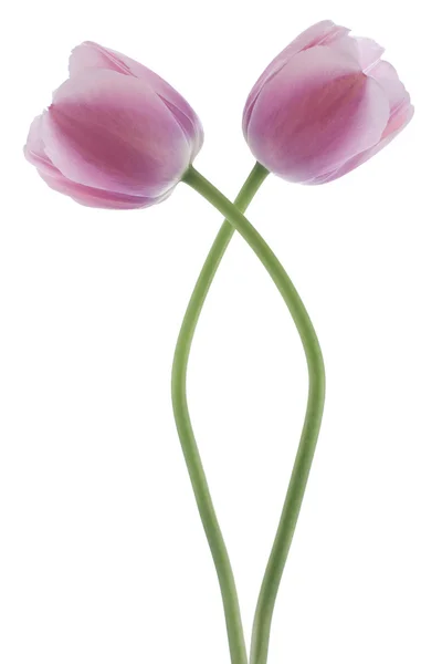 Flores de tulipán — Foto de Stock