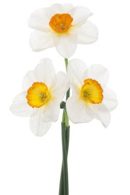 Daffodil flowers clipart