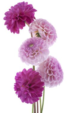 Dahlia çiçekleri