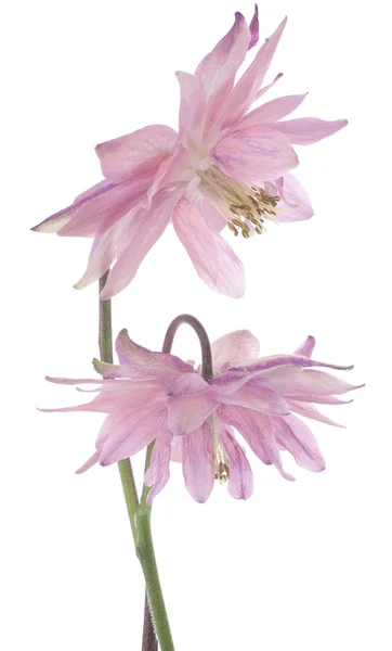 Columbine flowers — Stock Photo, Image