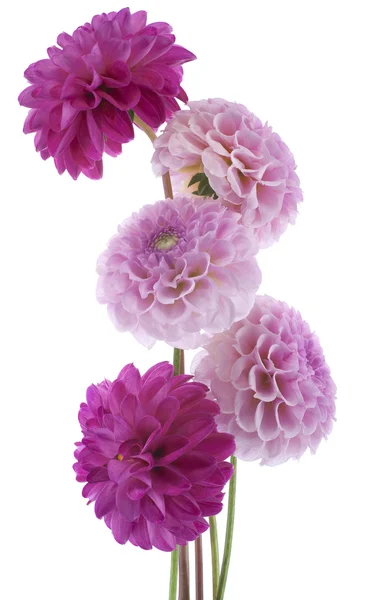 Dahlia flowers — Stock Photo, Image