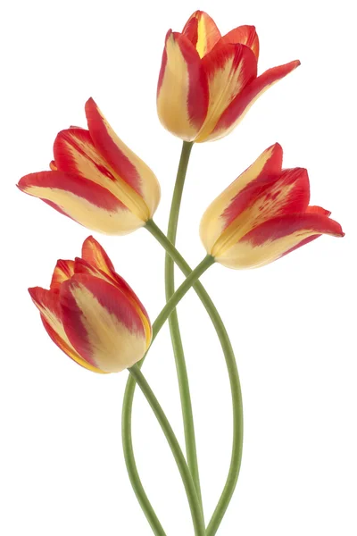 Tulip flowers — Stock Photo, Image