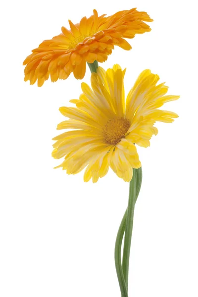 Calendula çiçekler — Stok fotoğraf