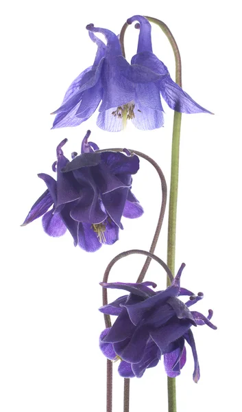 Akelei-Blüten — Stockfoto