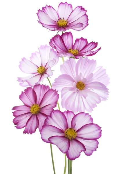 Cosmos flowers — Stock Photo, Image