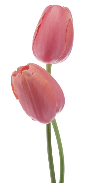 Tulpenblüten — Stockfoto