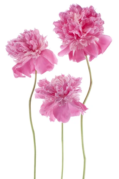 Peony flowers — Stock Photo, Image