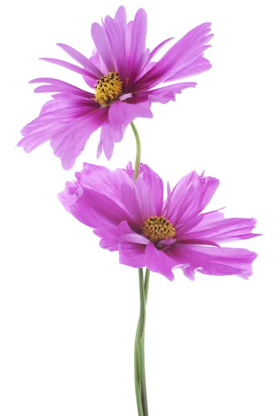 Cosmos flowers — Stock Photo, Image