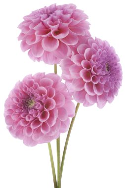Dahlia çiçekleri