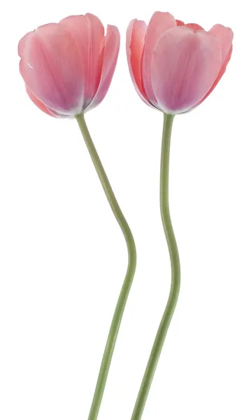 Flores de tulipa — Fotografia de Stock