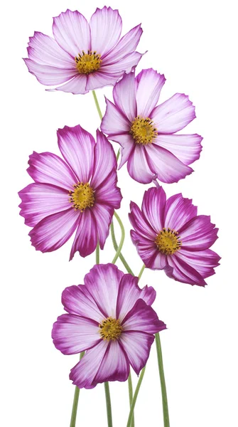 Cosmos flowers — Stock Photo, Image