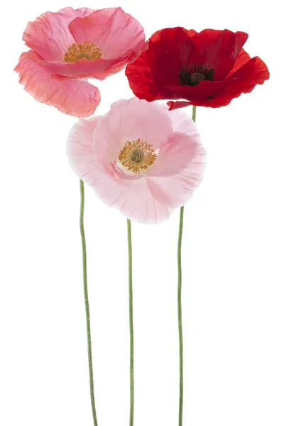 Poppy bloemen — Stockfoto