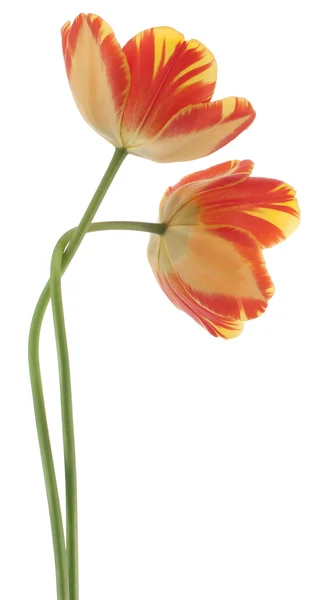 Flores de tulipa — Fotografia de Stock