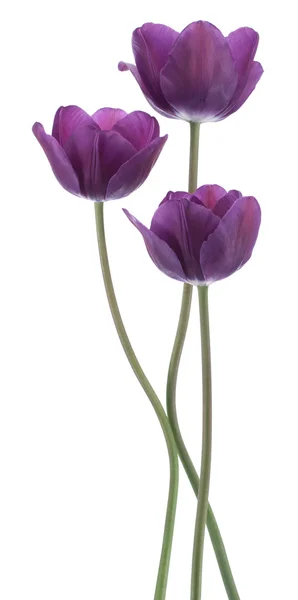 Tulpenblüten — Stockfoto