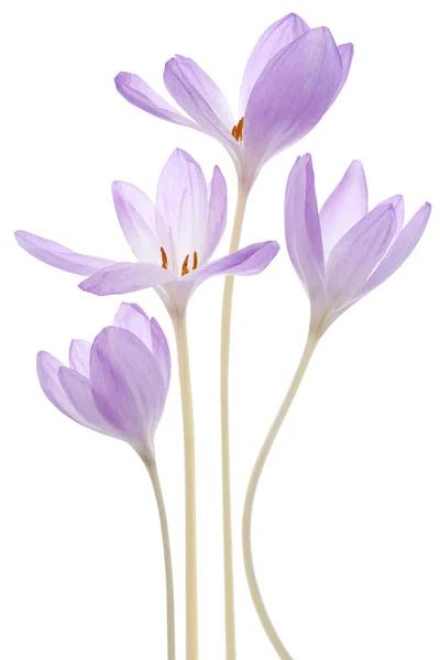 Colchicum flowers — Stock Photo, Image