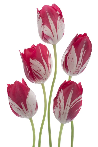 Flores de tulipa — Fotografia de Stock