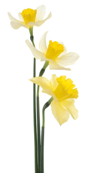 Flores de narciso —  Fotos de Stock