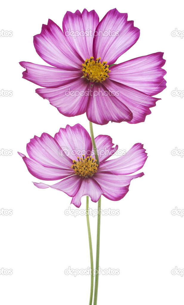 Cosmos flowers