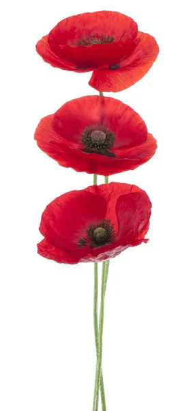 Poppy bloemen — Stockfoto